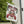 Decorative flag for Mama Claus Moonshine Distillery on a building exterior.