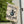 Apothecary Spider Venom Halloween Yard Flag
